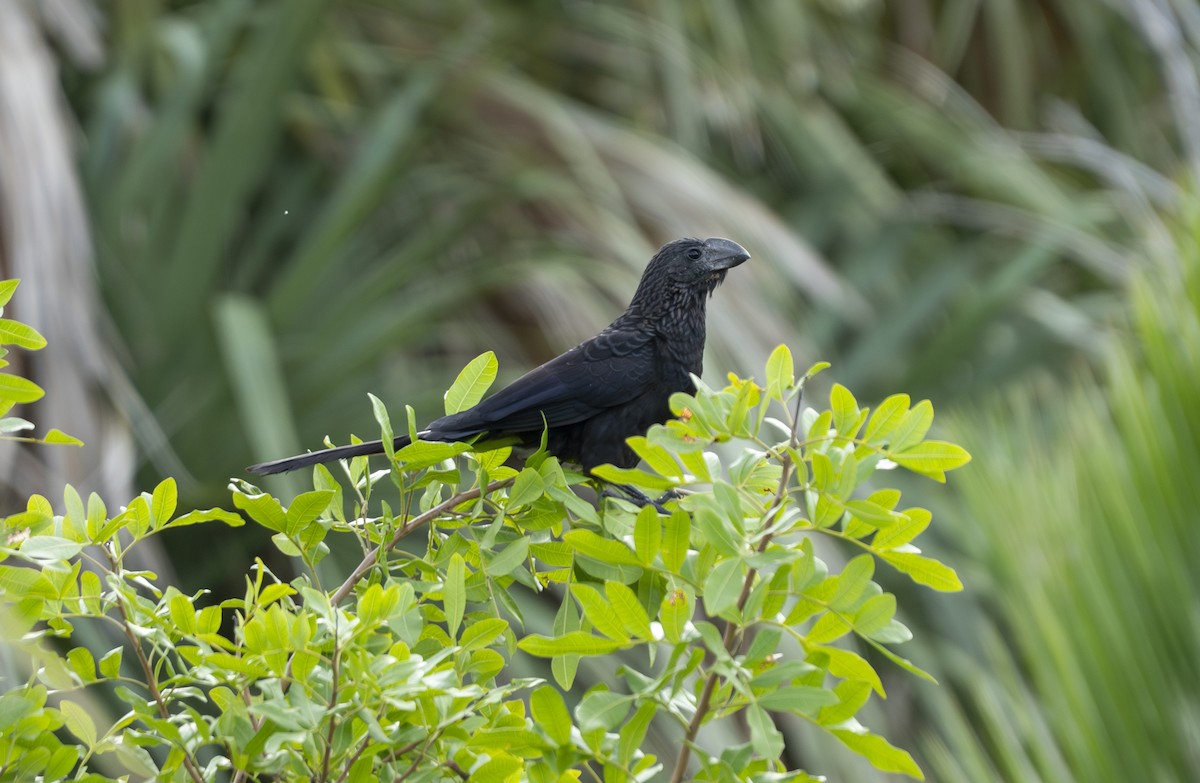 Smooth-billed Ani - ML647140558