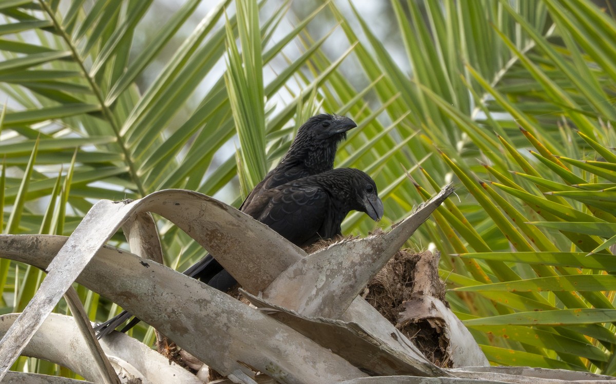 Smooth-billed Ani - ML647140562