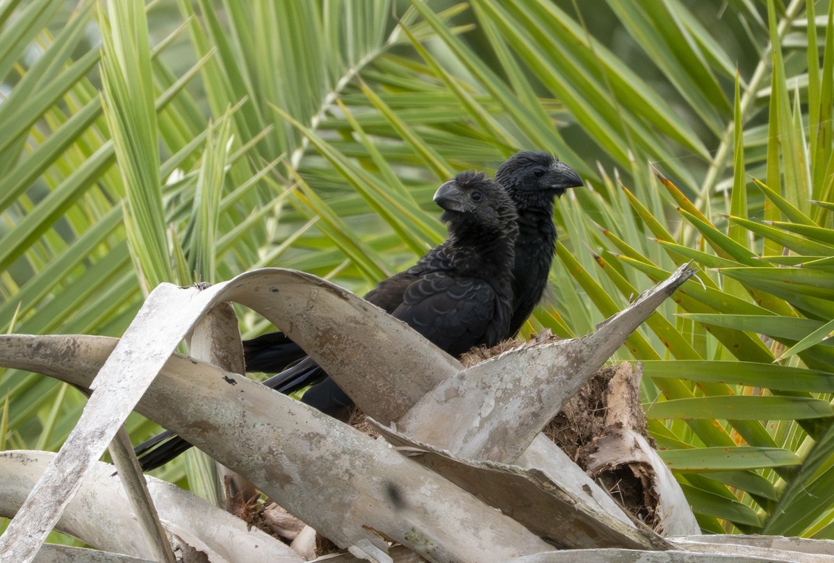 Smooth-billed Ani - ML647140566