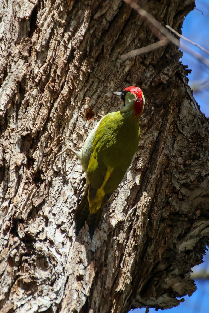 Eurasian Green Woodpecker - ML647140586