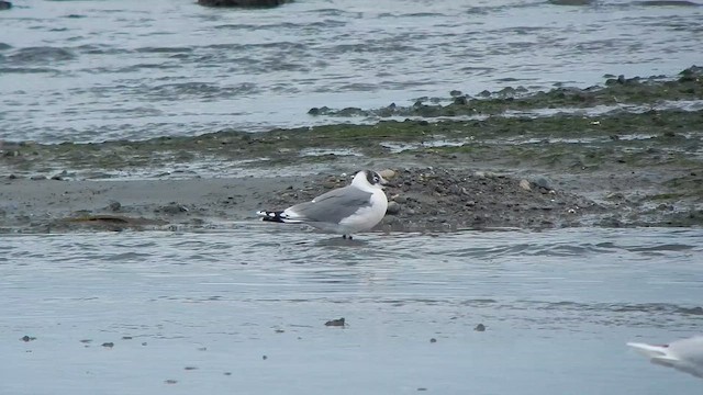 Franklin's Gull - ML647140590