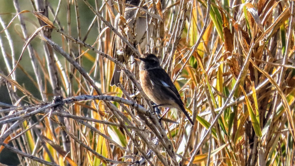 European Stonechat - ML647140594