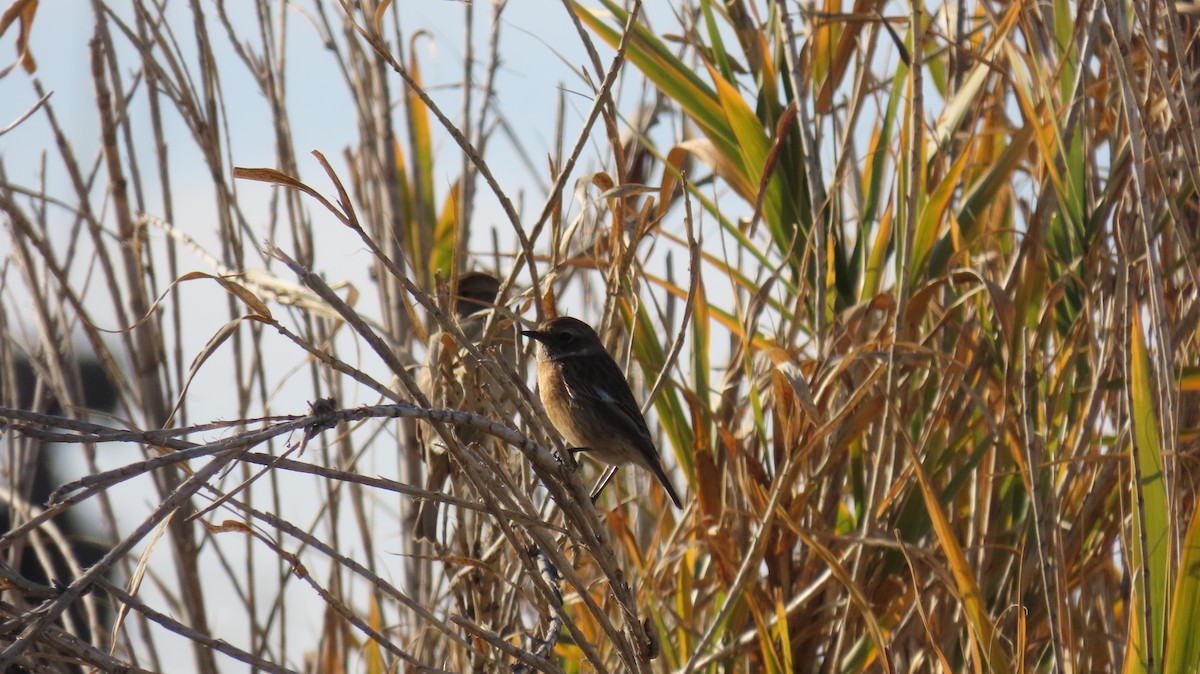 European Stonechat - ML647140595