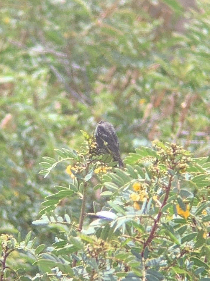 Black Siskin - ML647140596