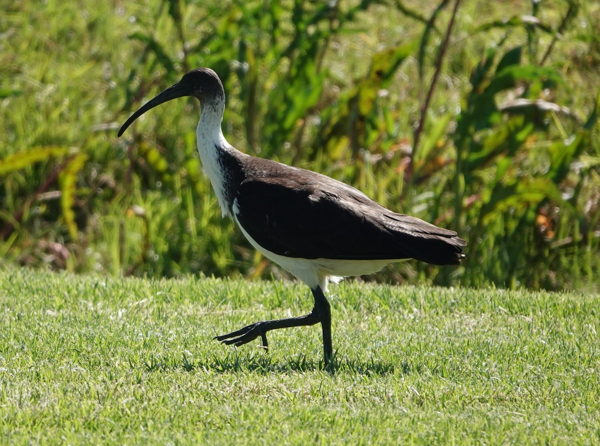 Straw-necked Ibis - ML647140604