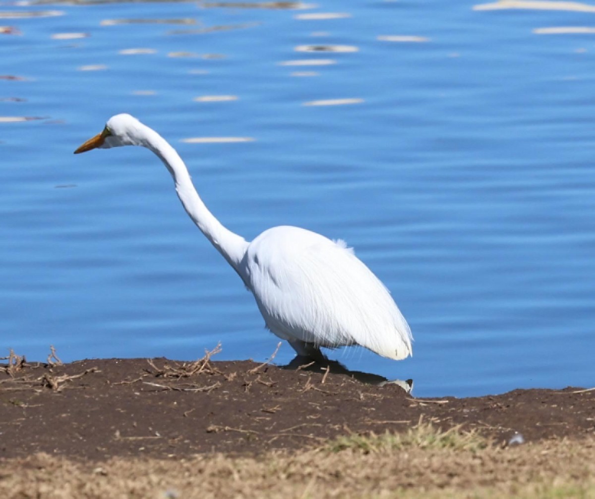 Great Egret - ML647140605