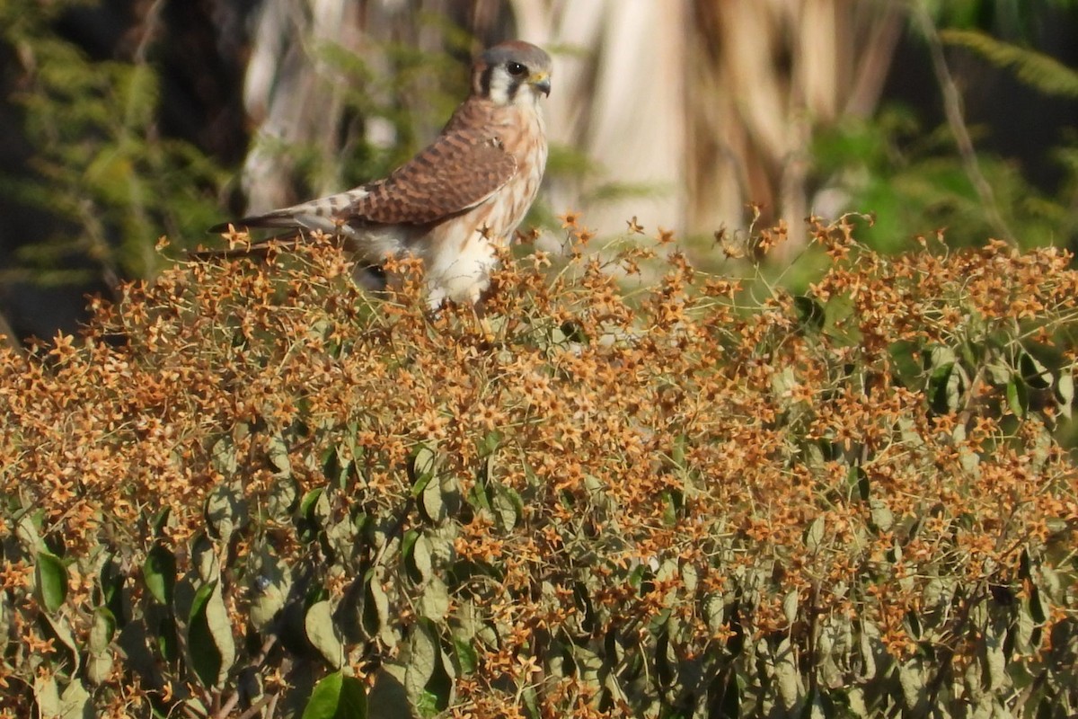 American Kestrel - ML647140608