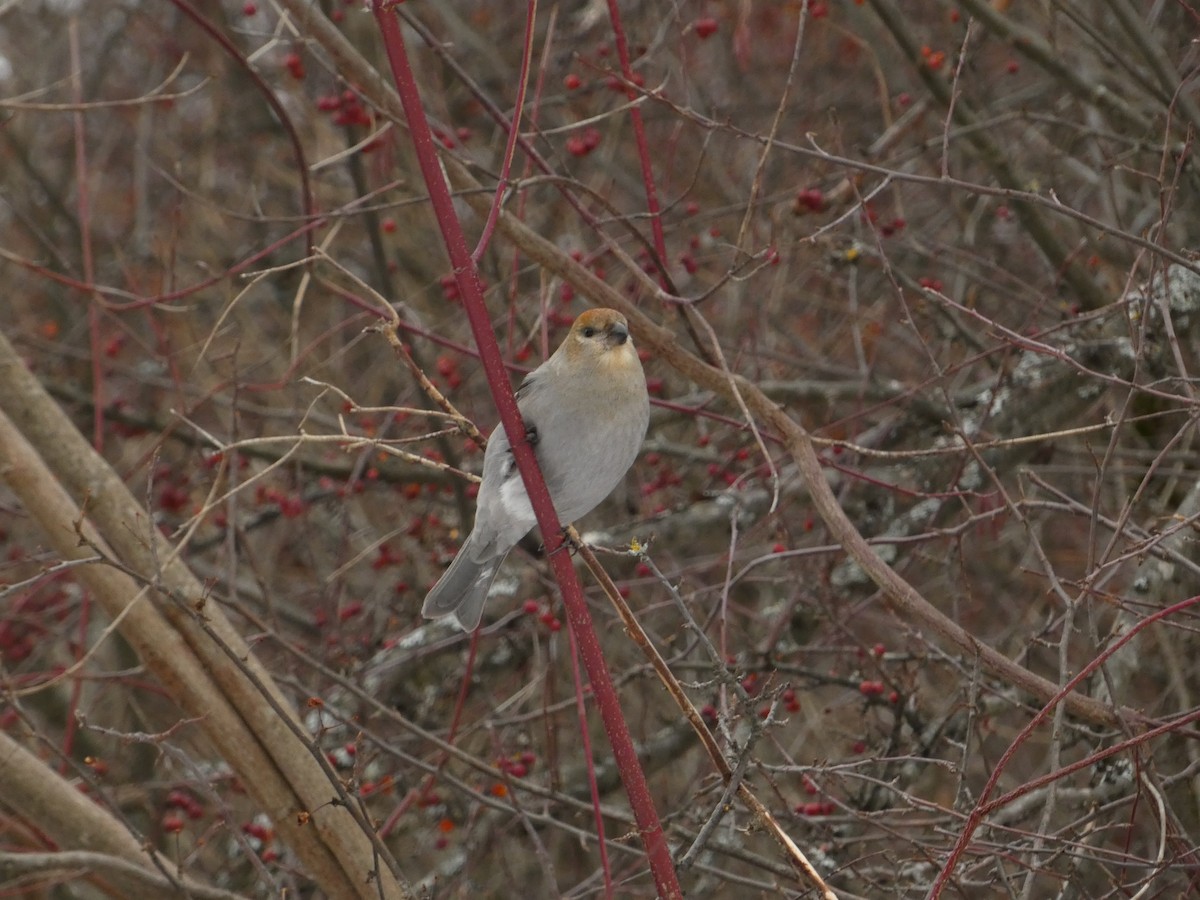 Hakengimpel - ML647140610