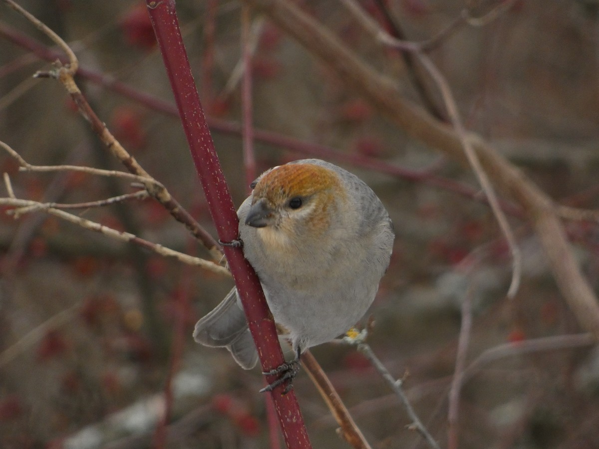 Hakengimpel - ML647140611