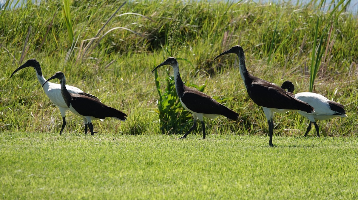 Australian Ibis - ML647140620