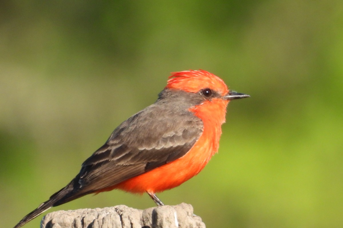 Vermilion Flycatcher - ML647140622