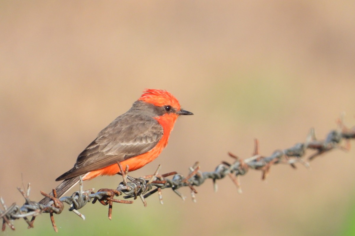 Vermilion Flycatcher - ML647140623