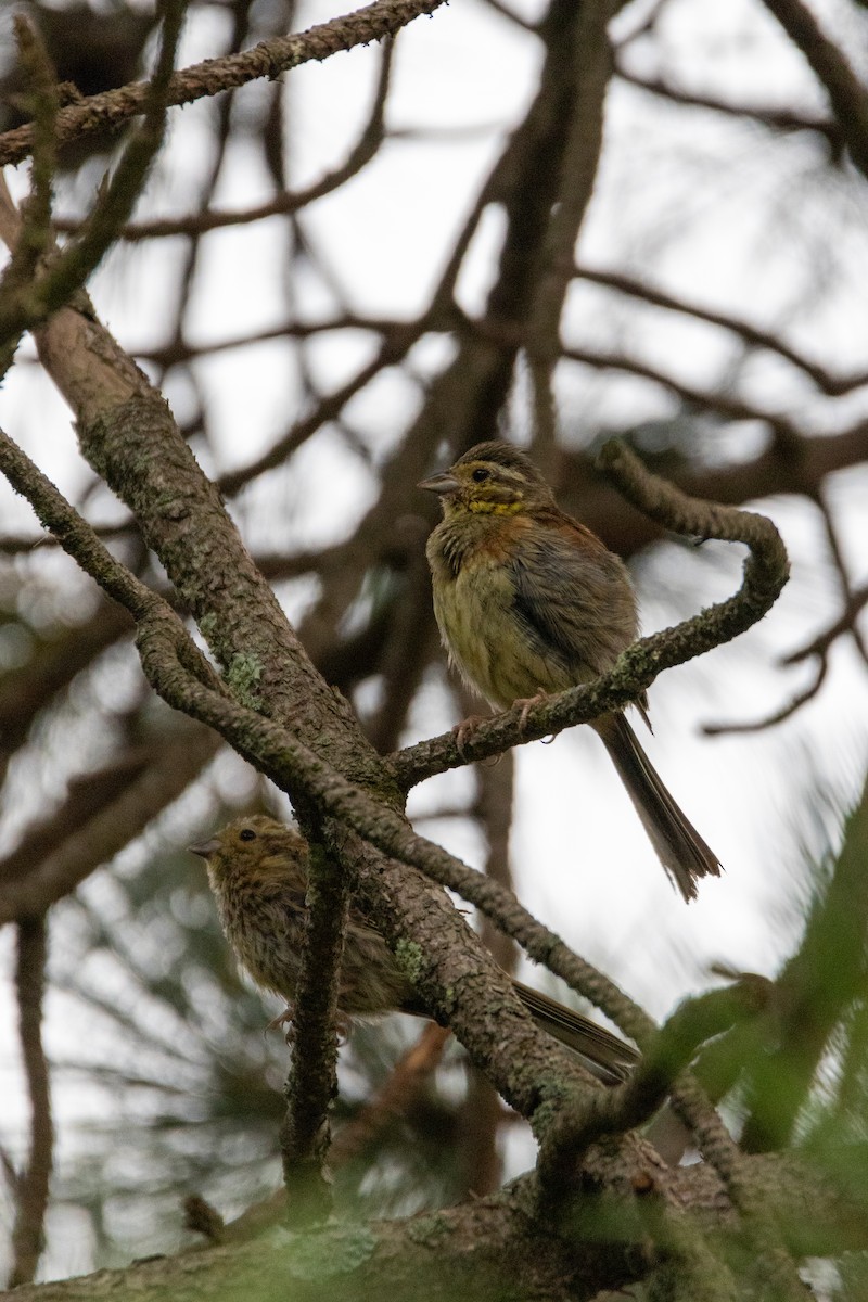 Cirl Bunting - ML647140625