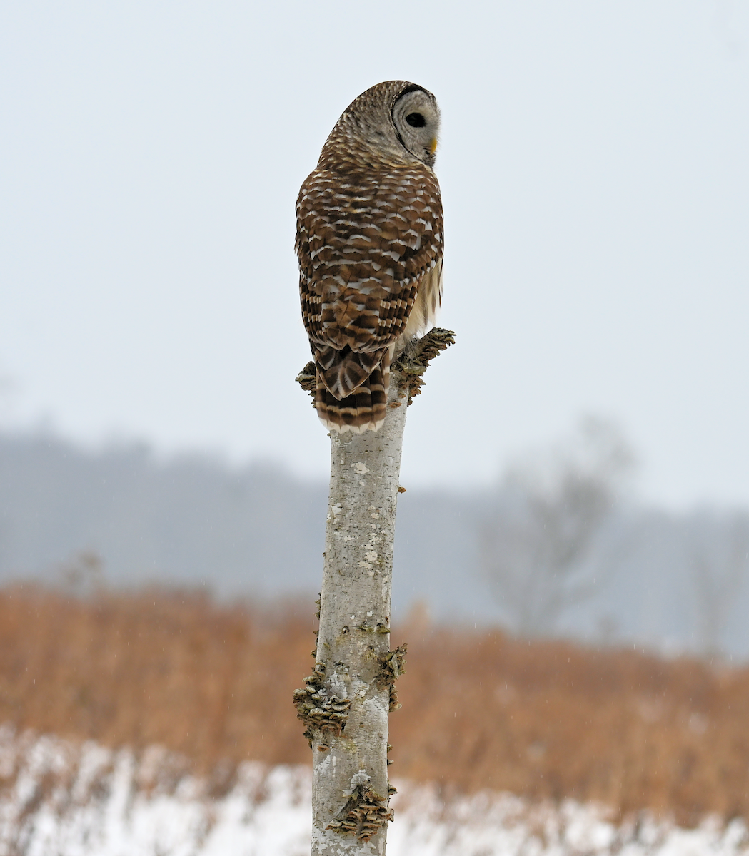 Barred Owl - ML647140635
