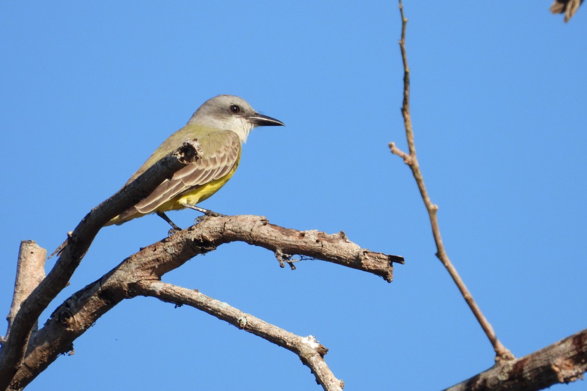 Tropical Kingbird - ML647140639