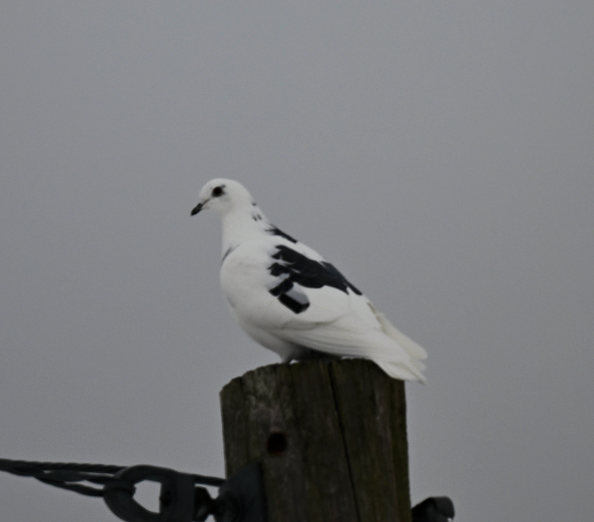 Rock Pigeon (Feral Pigeon) - ML647140640