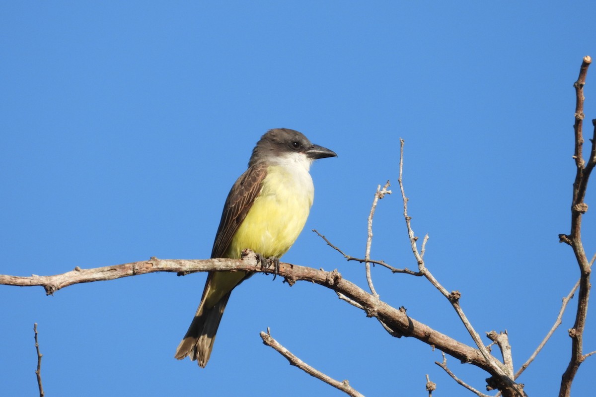 Thick-billed Kingbird - ML647140648