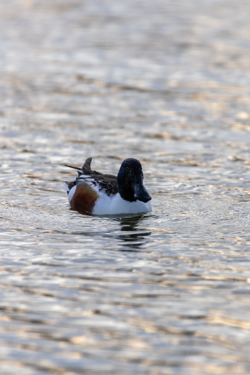 Northern Shoveler - ML647140649