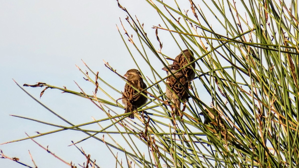 家麻雀 - ML647140650