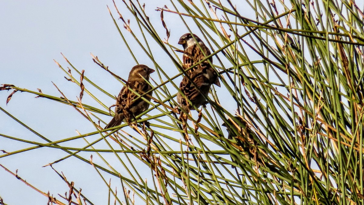 家麻雀 - ML647140651