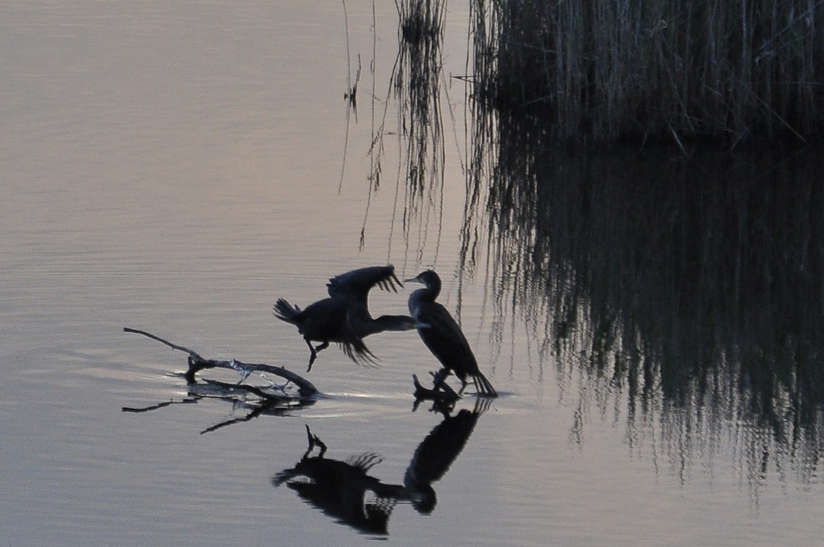 kormorán velký - ML647140653