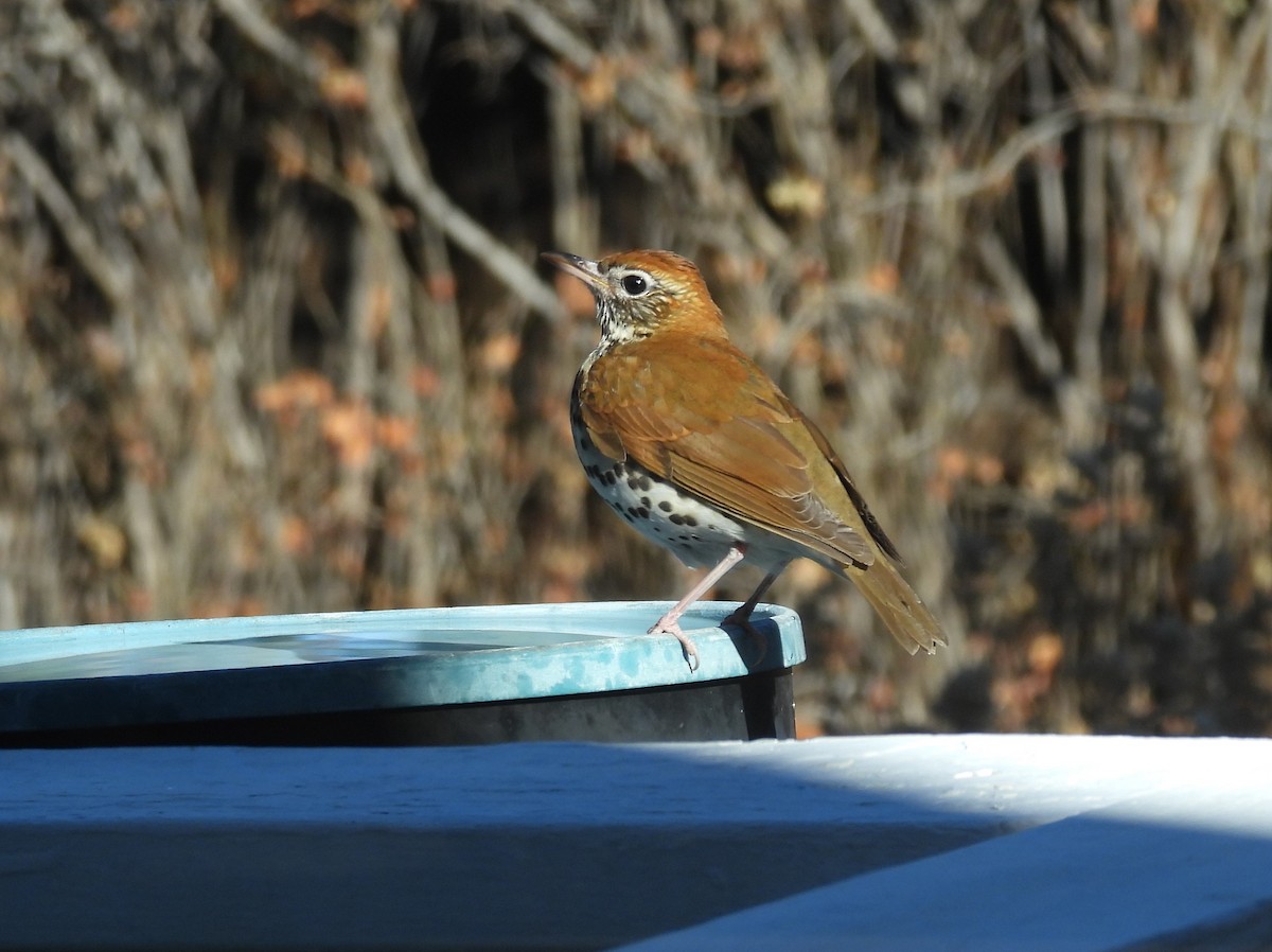Wood Thrush - ML647140662