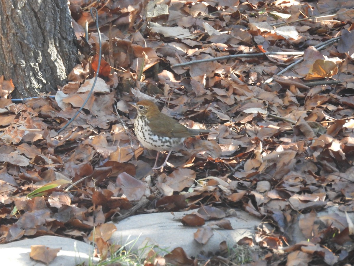 Wood Thrush - ML647140663