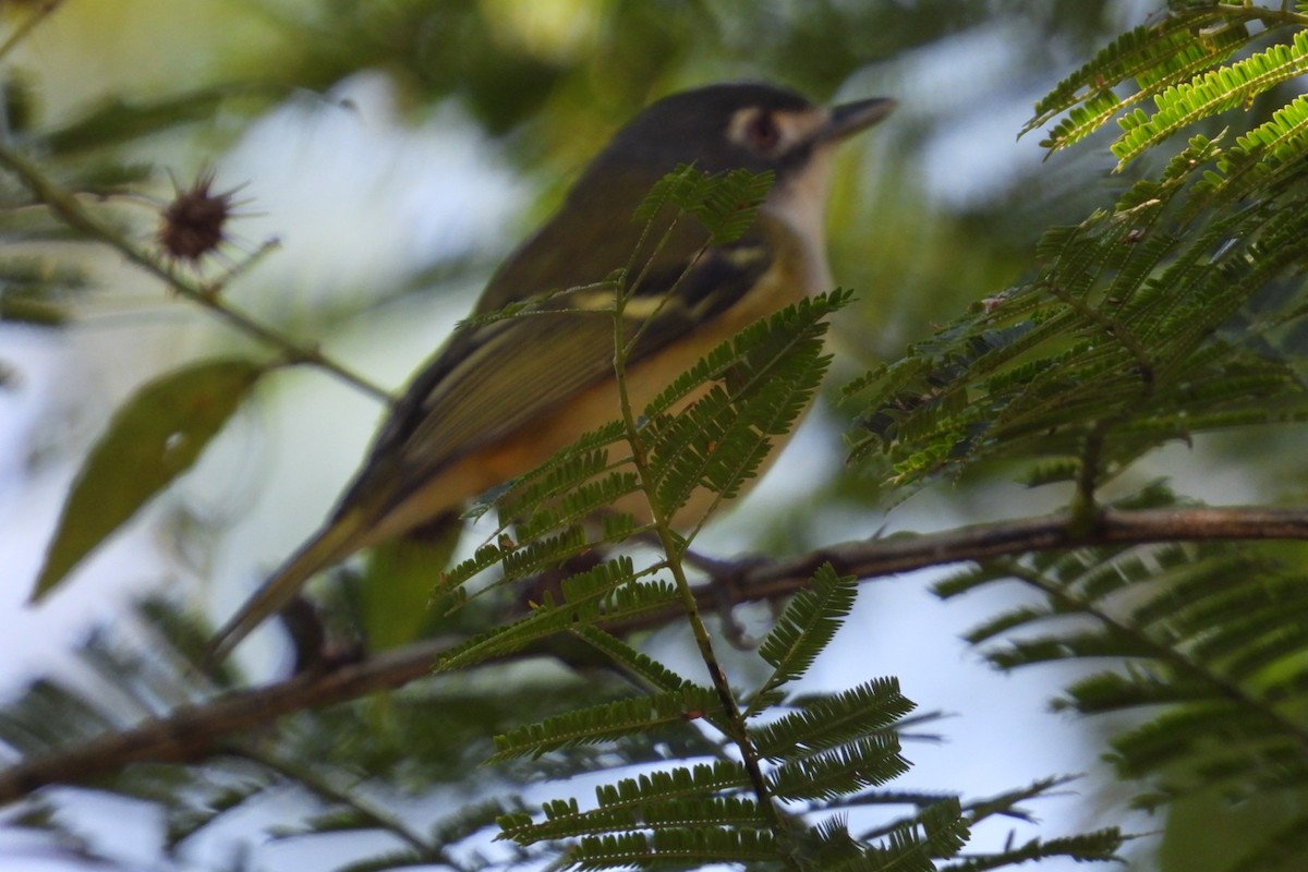 Black-capped Vireo - ML647140664