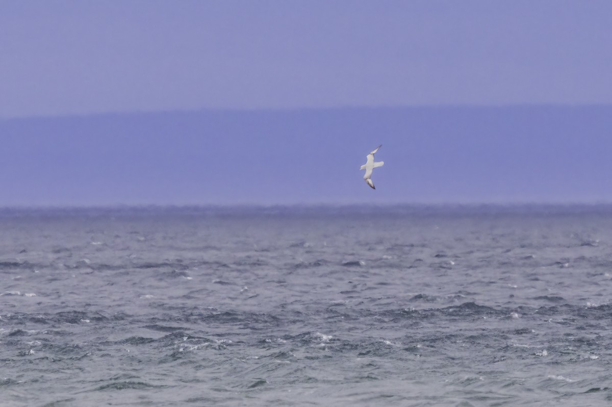 ギンフルマカモメ - ML647140668