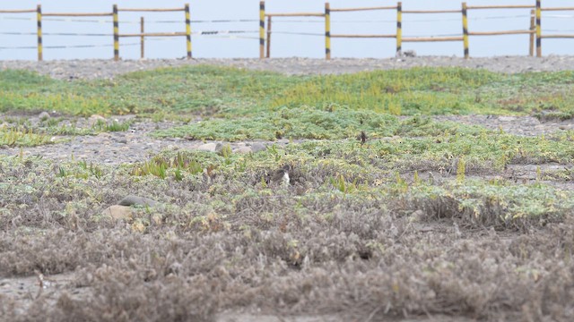 American Oystercatcher - ML647140681