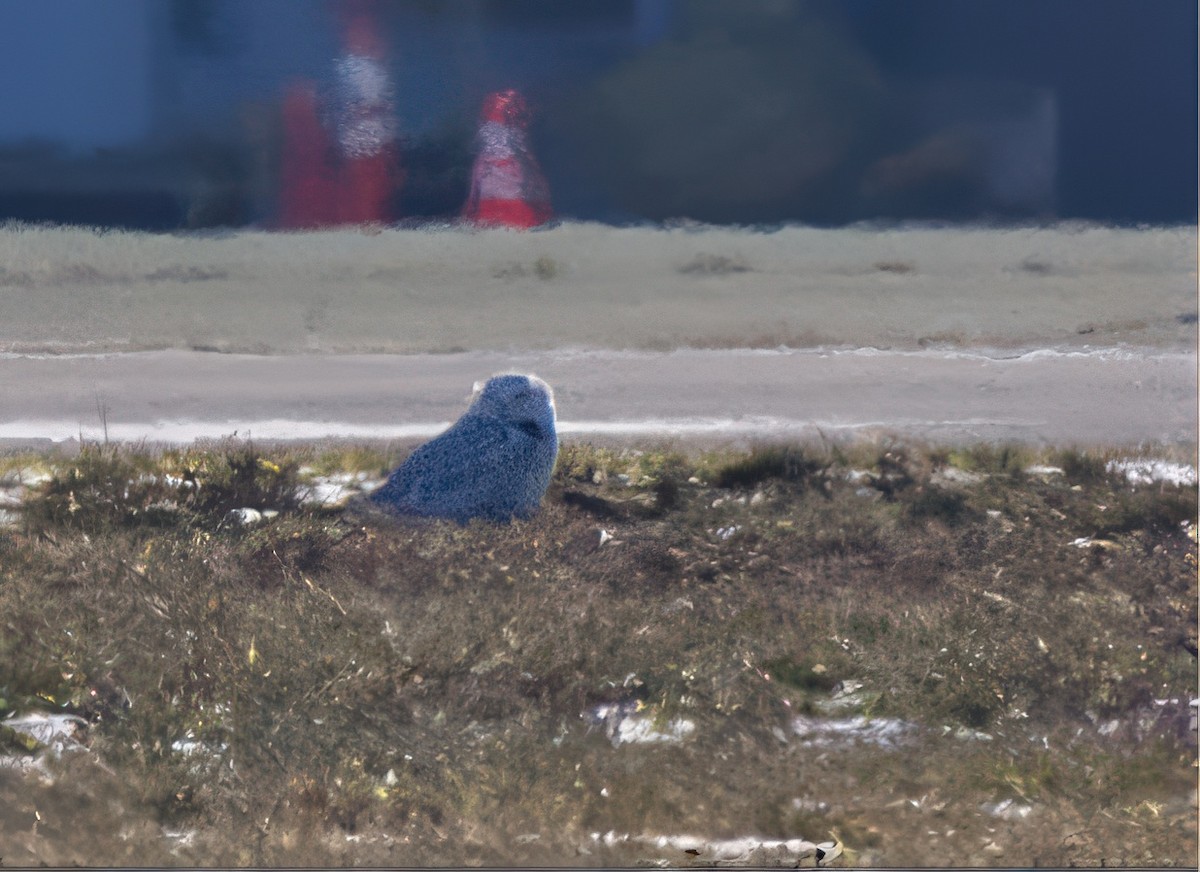 Snowy Owl - ML647140682
