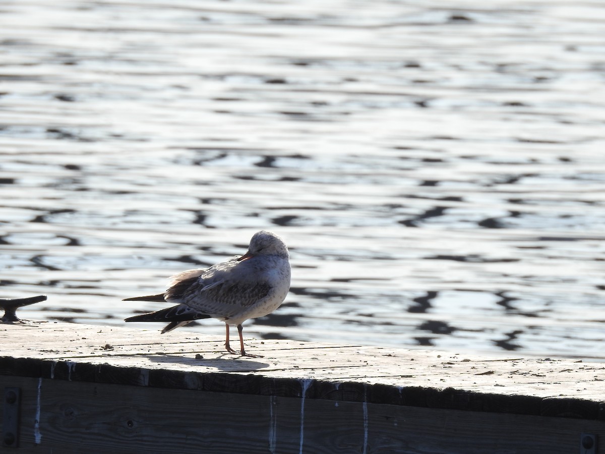 שחף בלתי-מזוהה - ML647140691