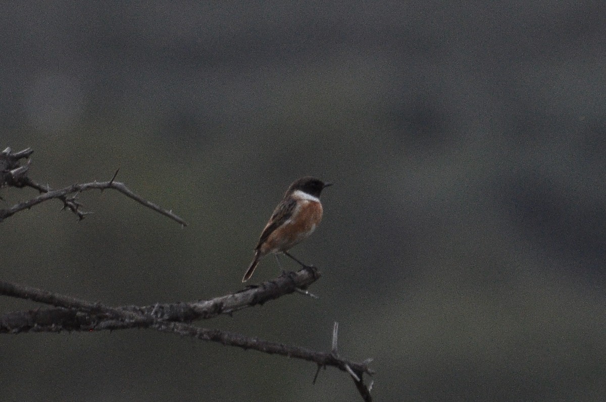 European Stonechat - ML647140694
