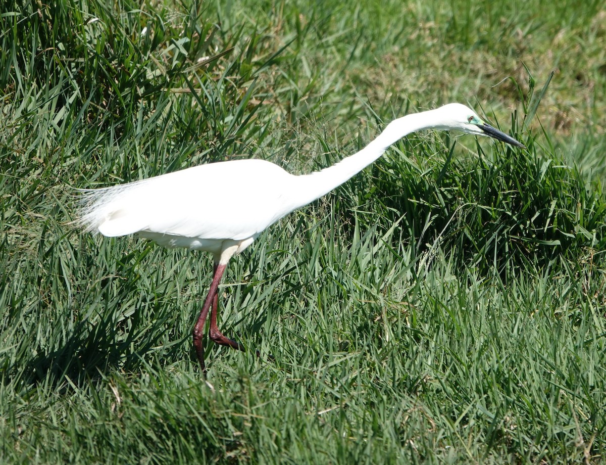 Great Egret - ML647140696
