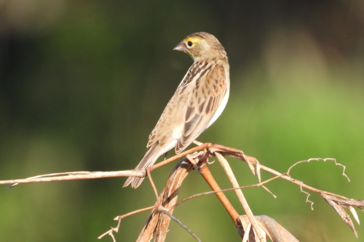 Dickcissel - ML647140697