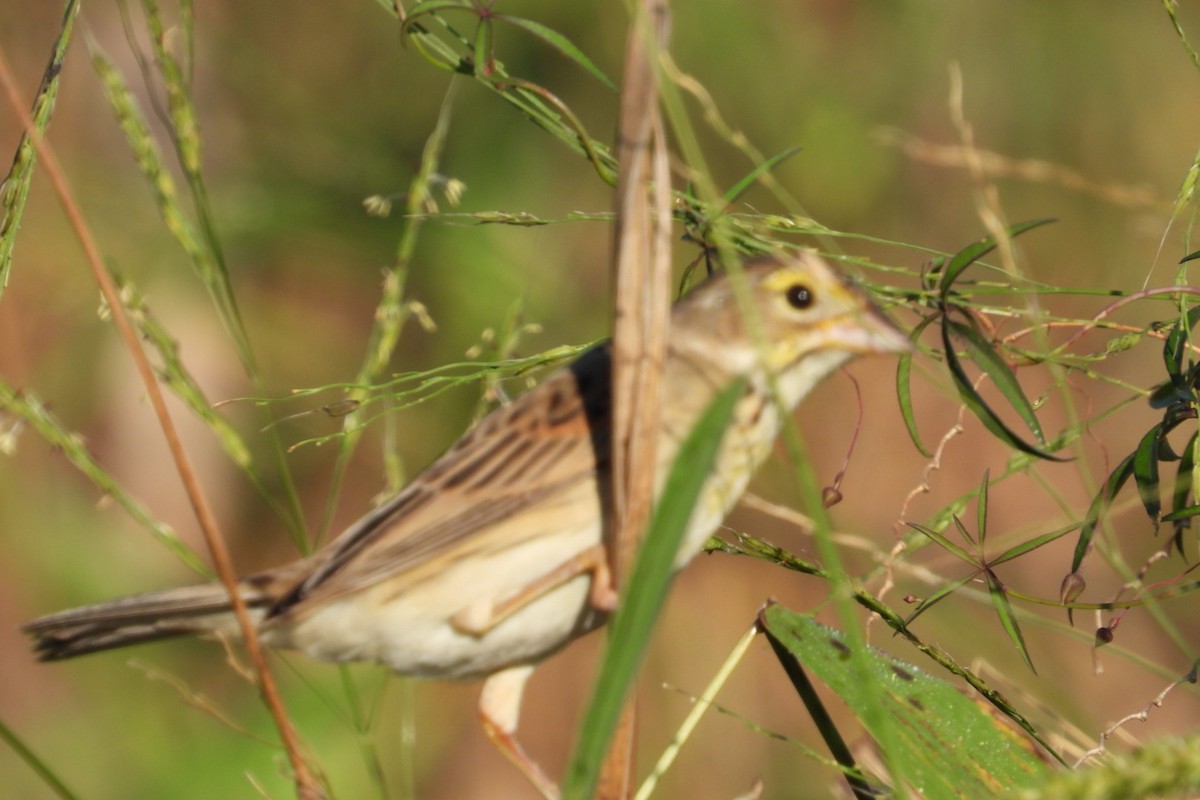 Dickcissel - ML647140698