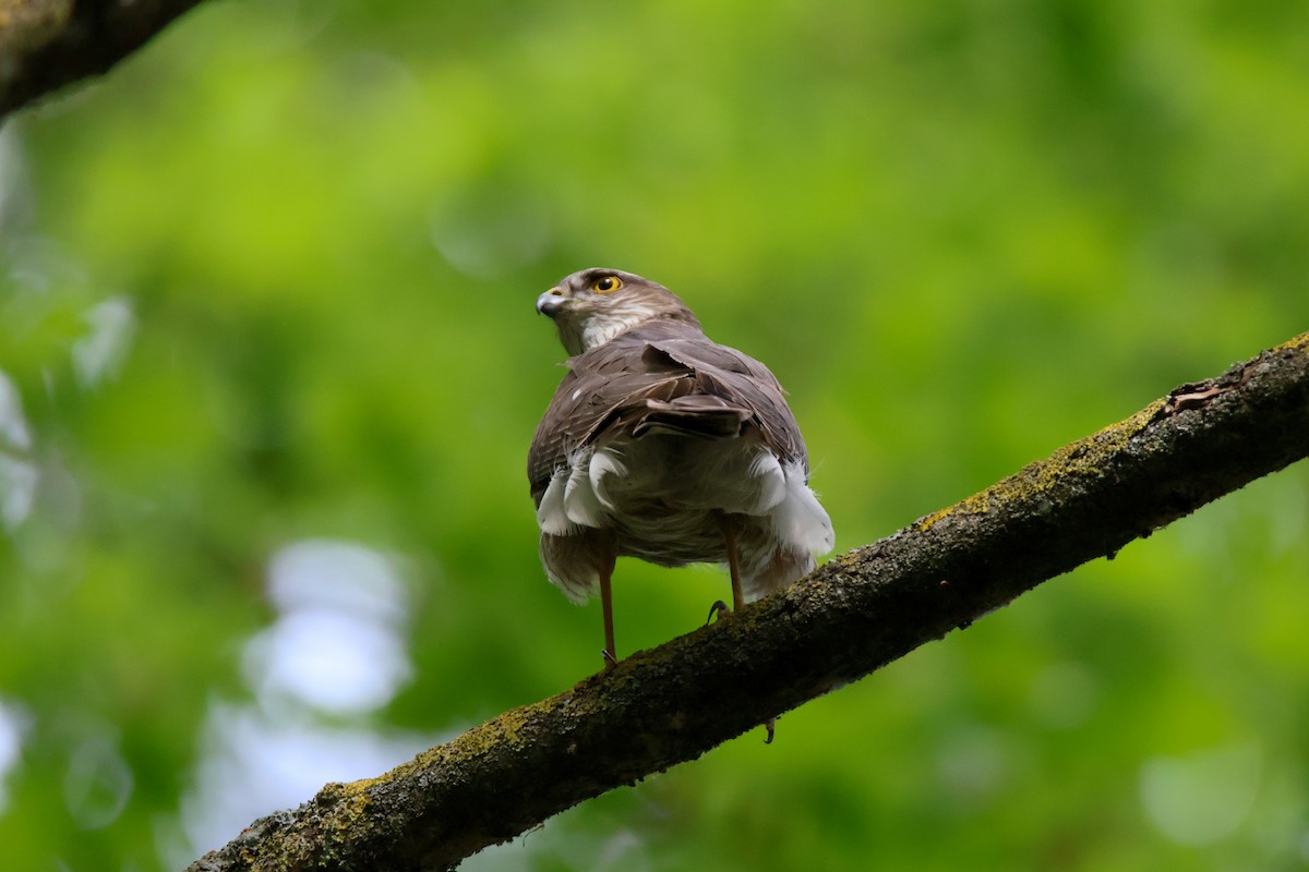 Eurasian Sparrowhawk - ML647140703