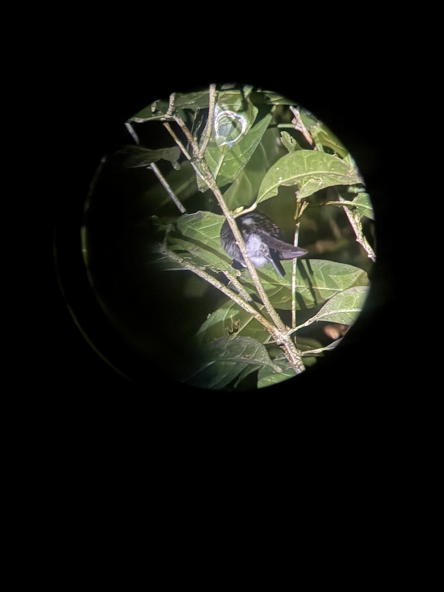 Purple-throated Mountain-gem - ML647140707