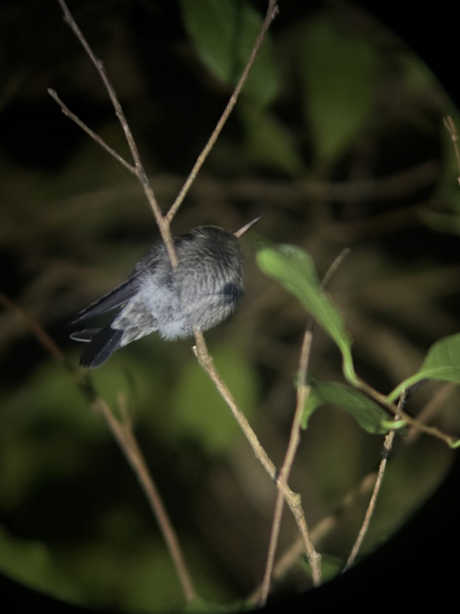 hummingbird sp. - ML647140712