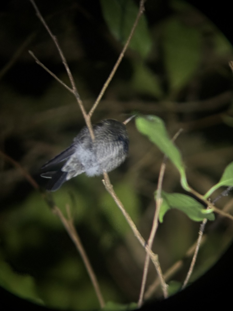 hummingbird sp. - ML647140713