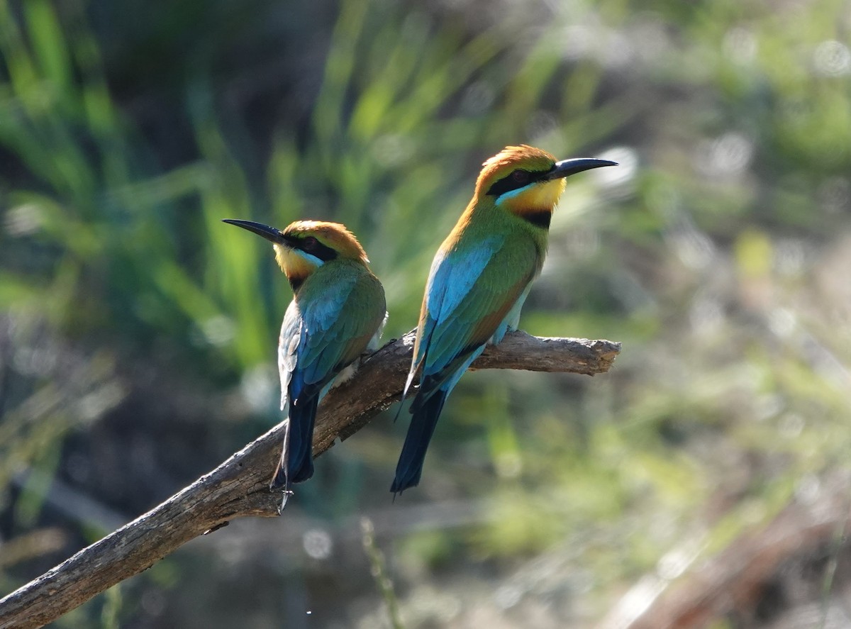 Rainbow Bee-eater - ML647140724