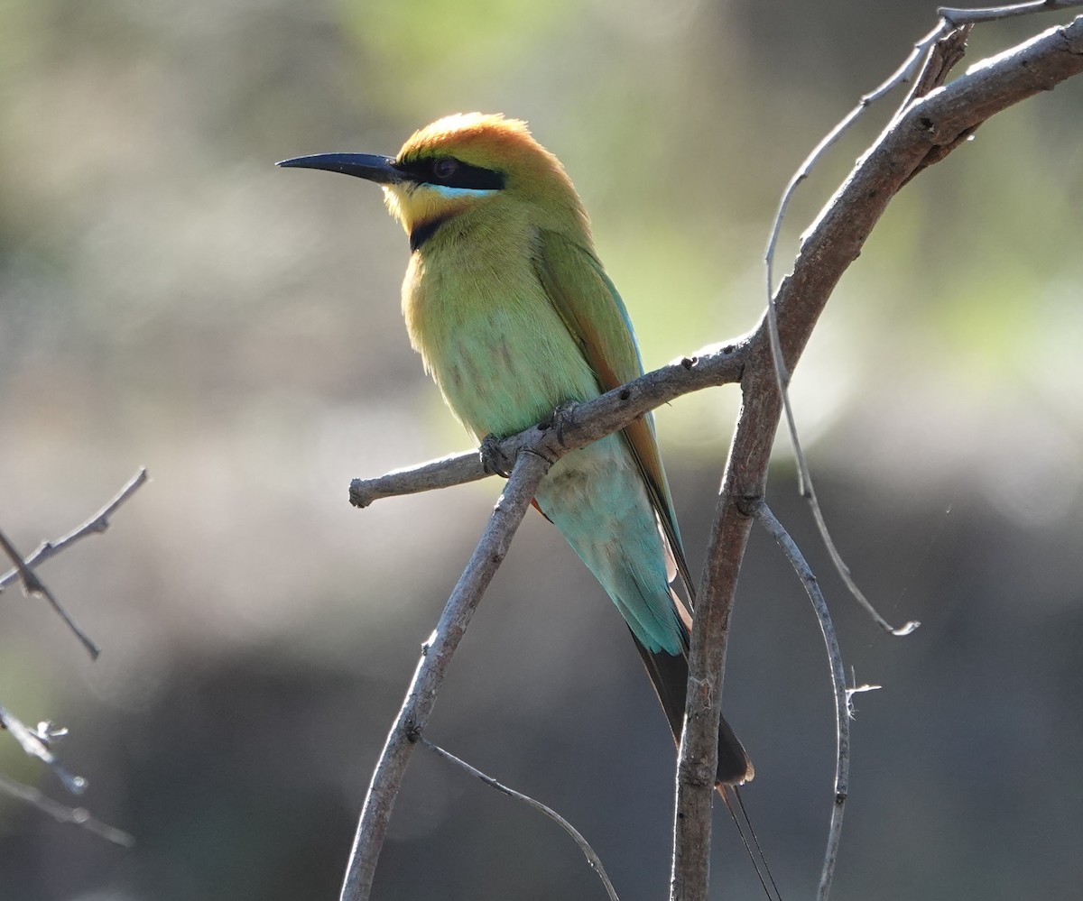 Rainbow Bee-eater - ML647140725