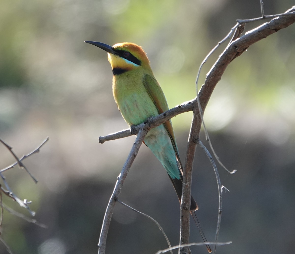 Rainbow Bee-eater - ML647140726
