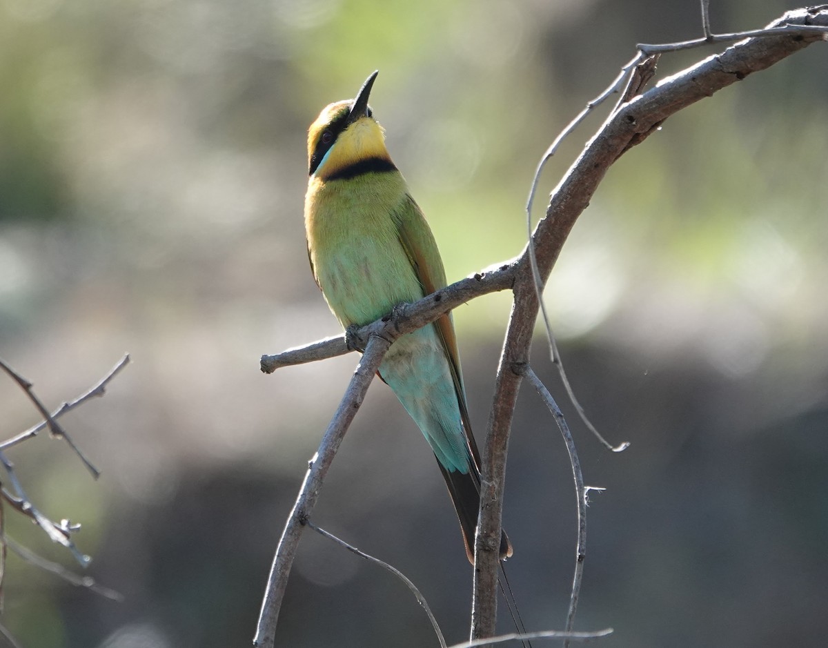 Rainbow Bee-eater - ML647140727
