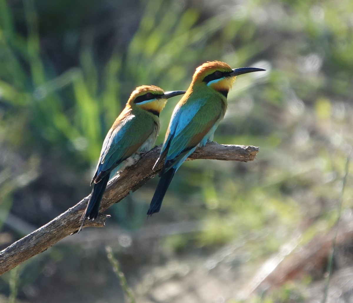 Rainbow Bee-eater - ML647140728