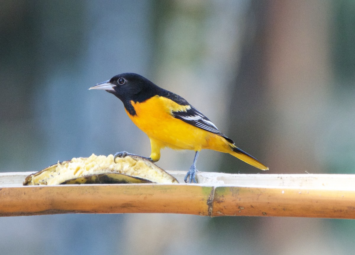 Балтиморский трупиал - ML647140735