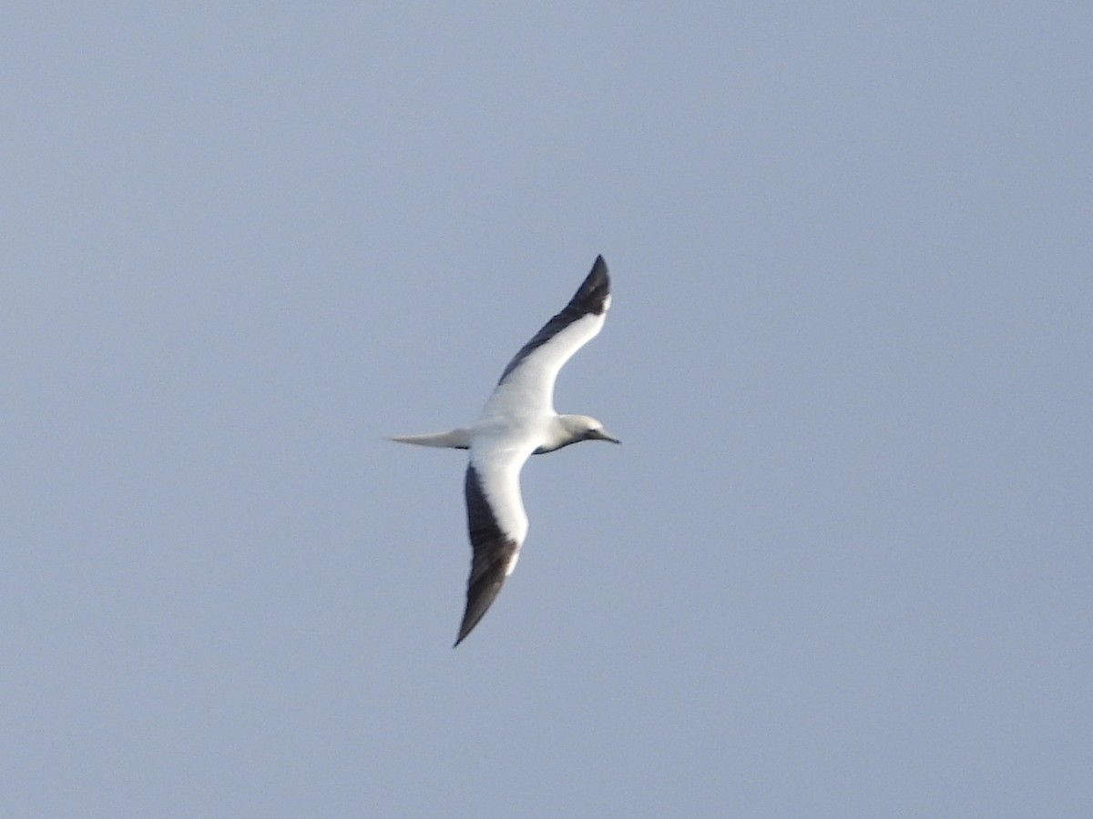 Сула червононога - ML647140739