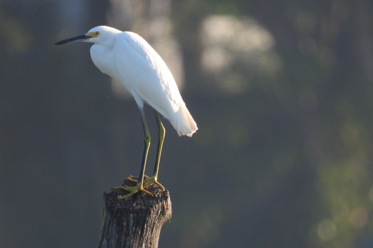 Snowy Egret - ML647140740