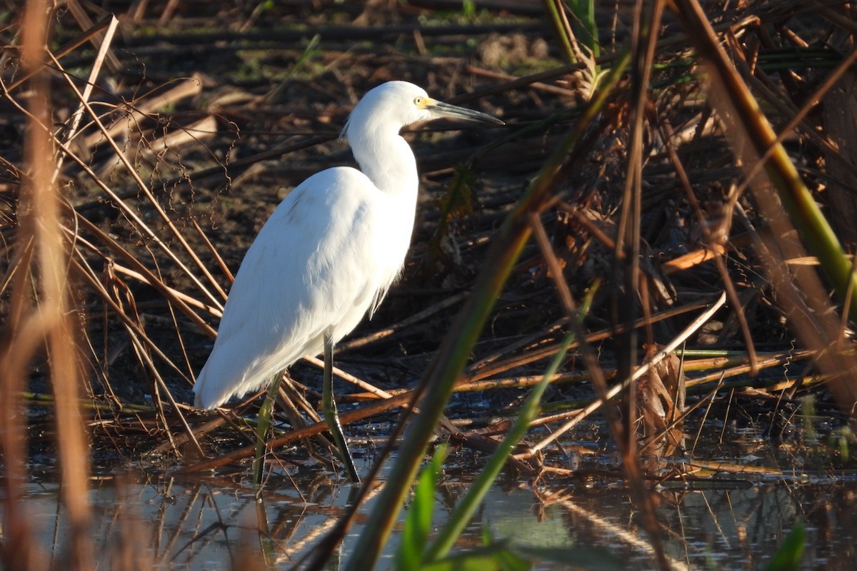 Snowy Egret - ML647140741
