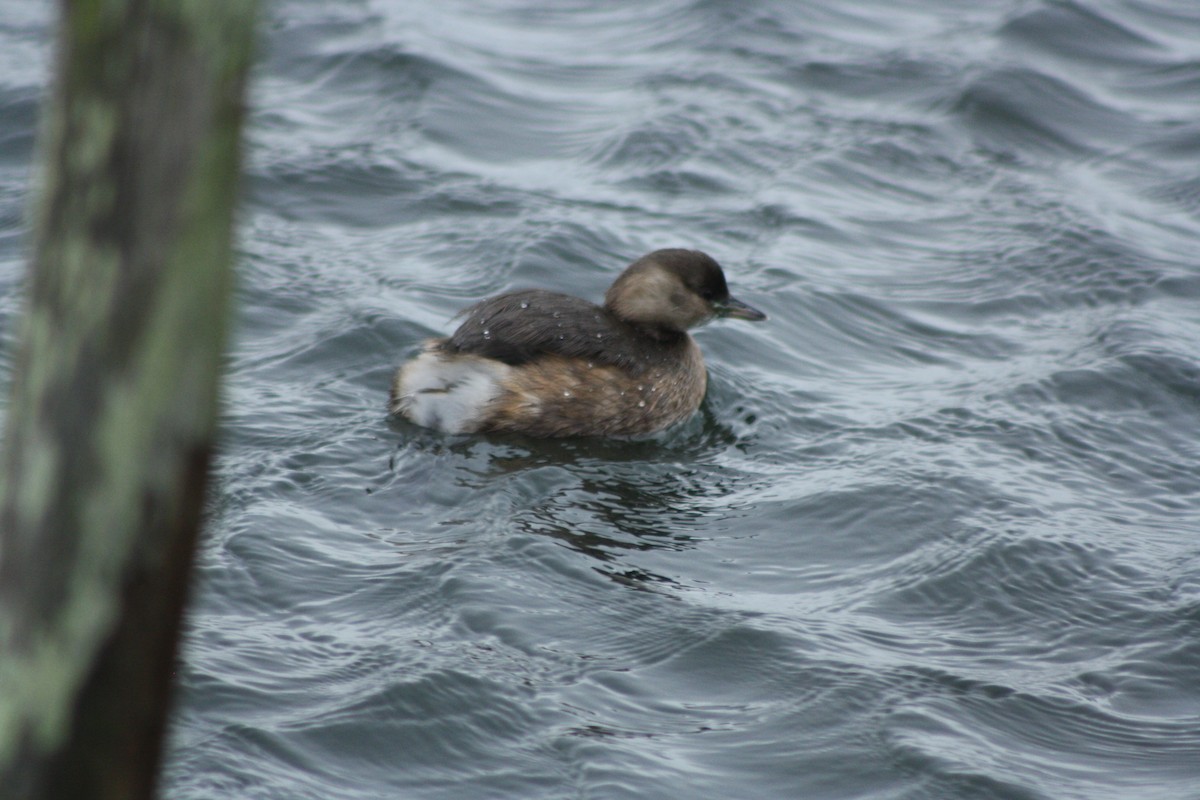 Little Grebe - ML647140742